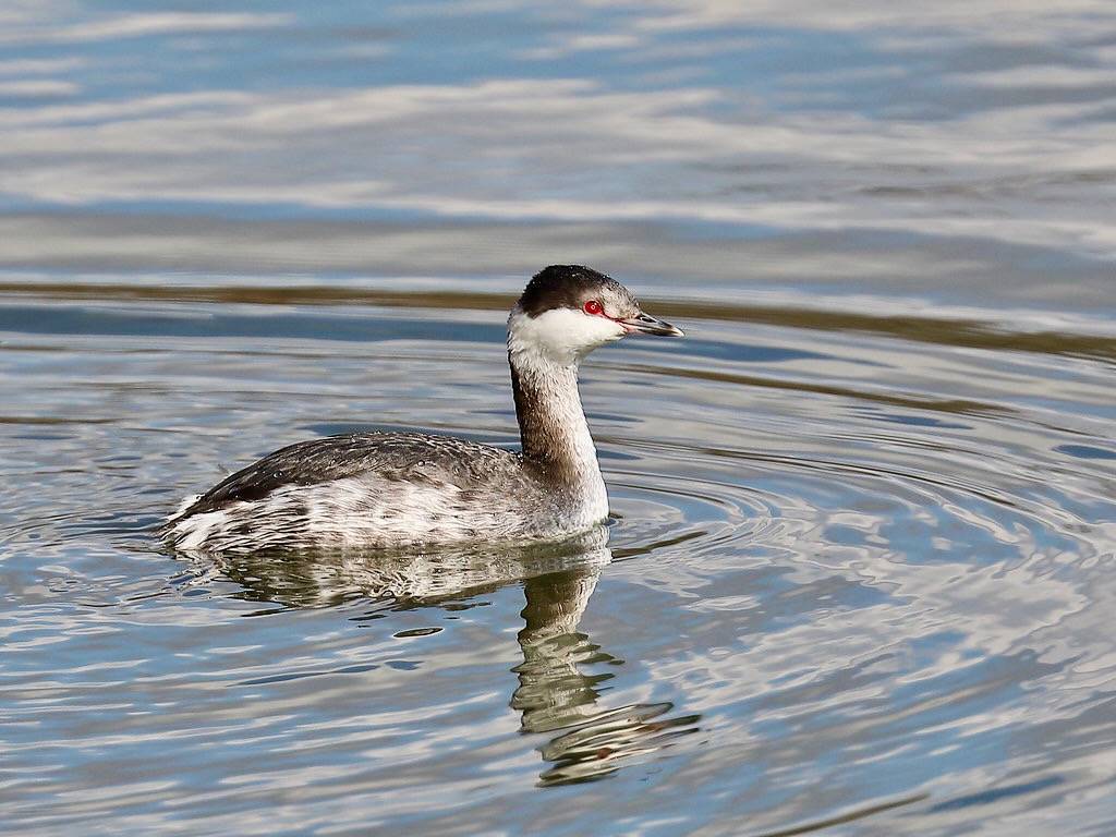 Horned Grebe (Podiceps auritus) by Howard Patterson is licensed under CC BY-NC-SA 2.0.